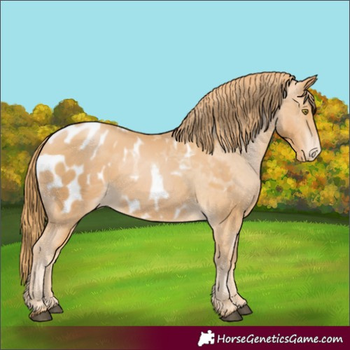 Horse Color:Chestnut Pearl Appaloosa 