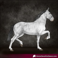 Horse Color:White Spotted Blue Roan Rabicano and White Spotted Blue Roan Rabicano