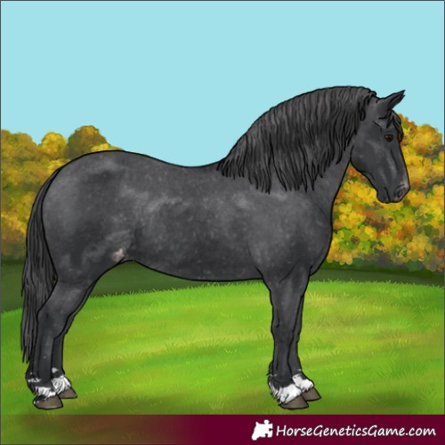 Horse Color:Black Appaloosa Rabicano 