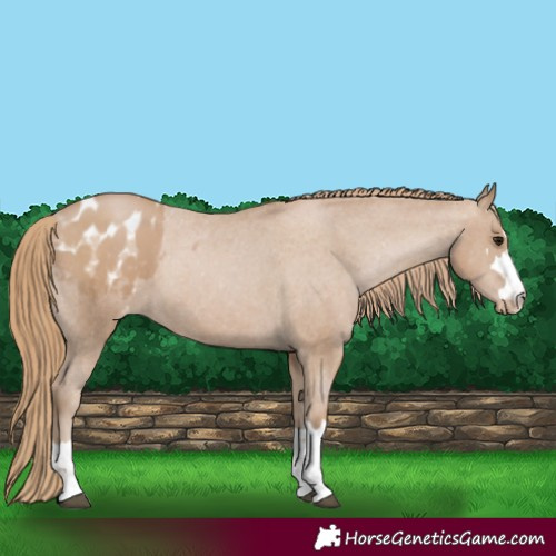Horse Color:Black Pearl Appaloosa 