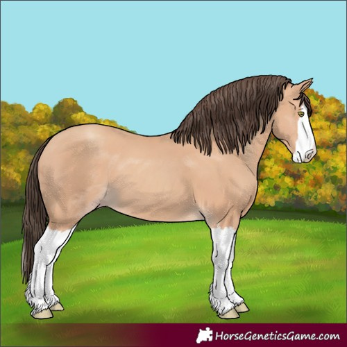 Horse Color:Amber Champagne Splash
