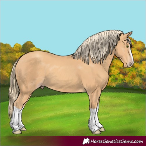 Horse Color:Gold Champagne Splash