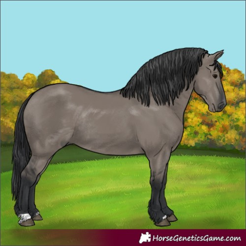 Horse Color:Grullo Rabicano 