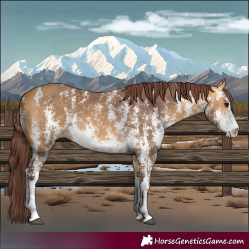 Horse Color:Chocolate Buckskin Sabino 