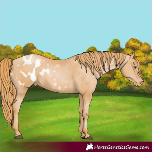 Horse Color:Chestnut Pearl Appaloosa