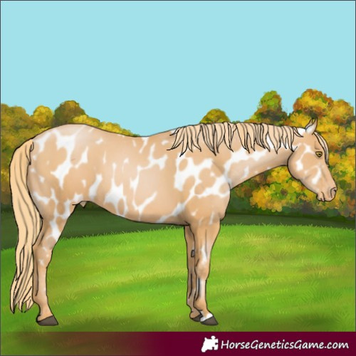 Horse Color:Chestnut Pearl Near Leopard