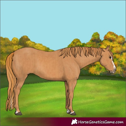 Horse Color:Chestnut  and Chestnut Splash 