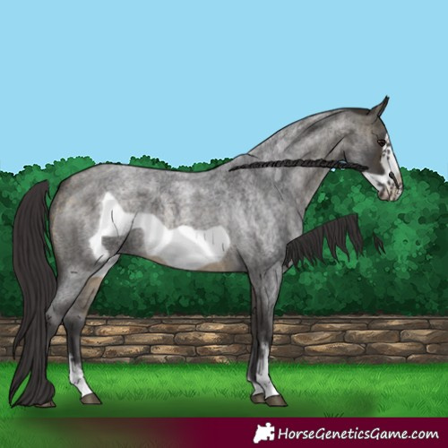 Horse Color:Buckskin Roan Sabino Frame 
