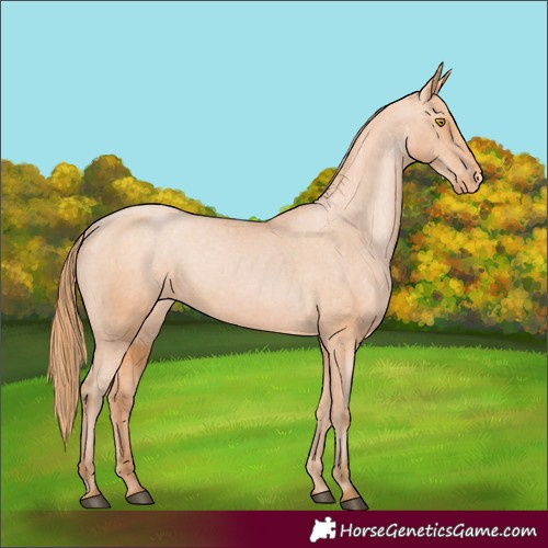 Horse Color:Bay Pearl Appaloosa 