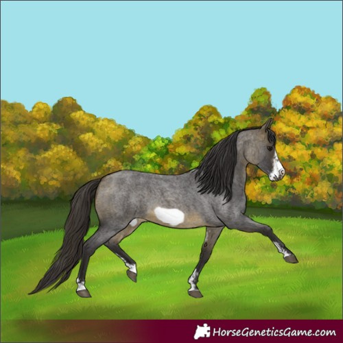 Horse Color:Buckskin Roan Sabino Frame