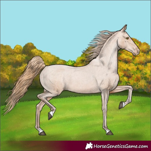 Horse Color:Brown Pearl Appaloosa 