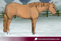 Horse Color:Chestnut Tobiano Rabicano 