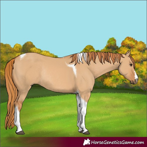 Horse Color:Red Dun Tobiano Rabicano 
