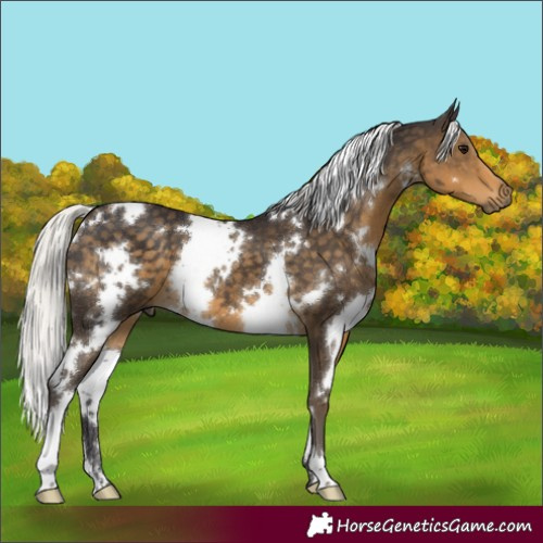 Horse Color:White Spotted Silver Smoky Black