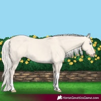 Horse Color:Cremello Dun Tobiano