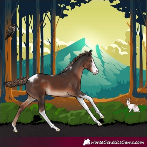 Horse Color:Liver Chestnut Sabino Tobiano 