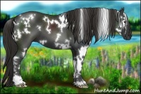 Horse Color:White Spotted Liver Chestnut