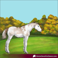 Horse Color:White Spotted Bay Snowdrop Pearl Dun Splash Tobiano Rabicano