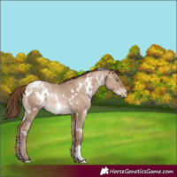 Horse Color:White Spotted Brown Pearl Dun Rabicano