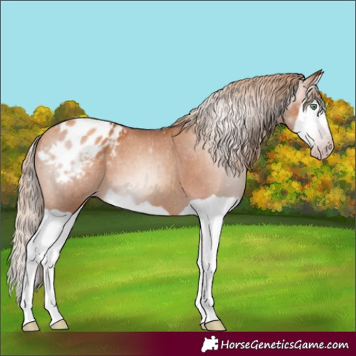 Horse Color:Gray Gold Champagne Splash Appaloosa 