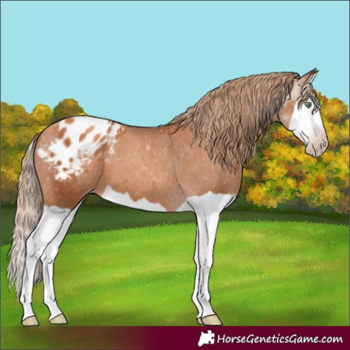 Horse Color:Gray Gold Champagne Splash Appaloosa