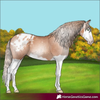 Horse Color:Gray Gold Champagne Splash Appaloosa
