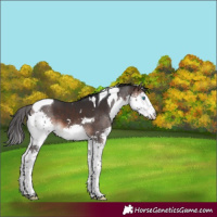 Horse Color:White Spotted Bay Mushroom Splash Tobiano 
