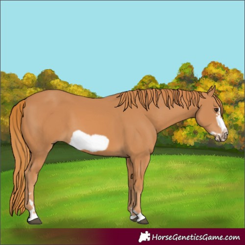 Horse Color:Chestnut Frame 