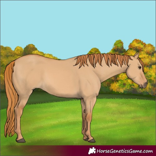 Horse Color:Red Dun 