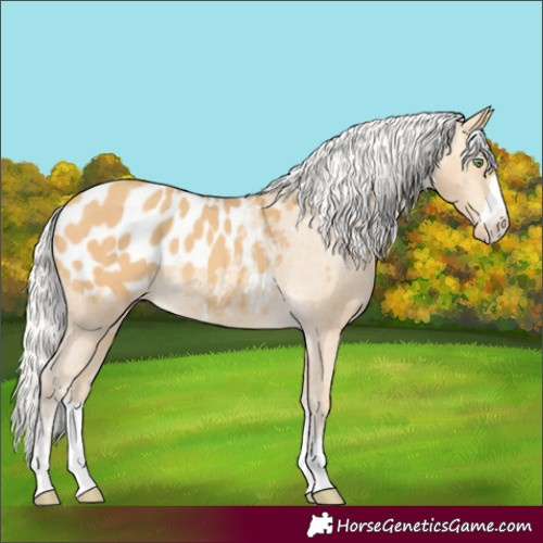 Horse Color:Silver Amber Cream Champagne Appaloosa 
