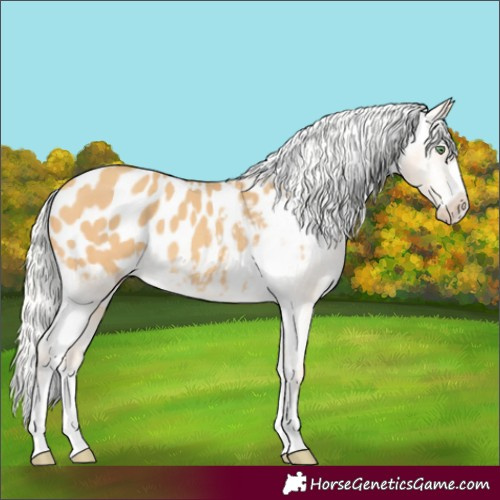 Horse Color:Silver Amber Cream Champagne Blanket 