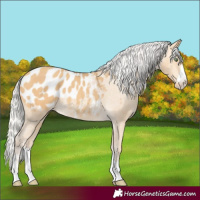 Horse Color:Silver Amber Cream Champagne Appaloosa 