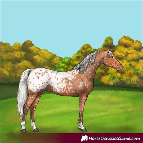 Horse Color:Chocolate Silver Bay Appaloosa 
