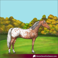 Horse Color:Chocolate Silver Bay Appaloosa 