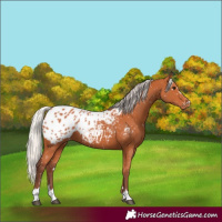 Horse Color:Chocolate Silver Bay Appaloosa 