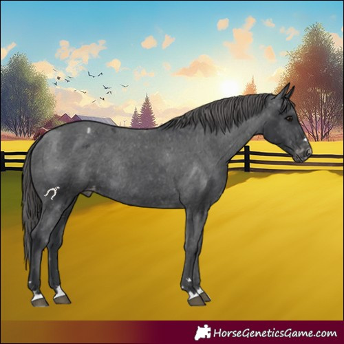 Horse Color:Black Appaloosa Rabicano 
