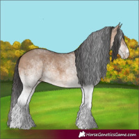Horse Color:White Spotted Brown Dun