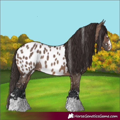 Horse Color:Brown Dun Appaloosa 