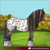 Horse Color:Brown Dun Near Leopard 