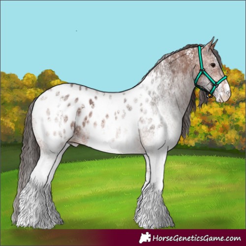 Horse Color:Powder White White Spotted Bay Appaloosa 