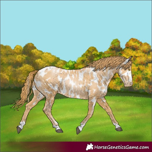 Horse Color:Chestnut Pearl Appaloosa 