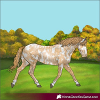 Horse Color:Chestnut Pearl Near Leopard 