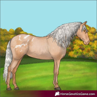 Horse Color:Silver Bay Pearl Appaloosa 
