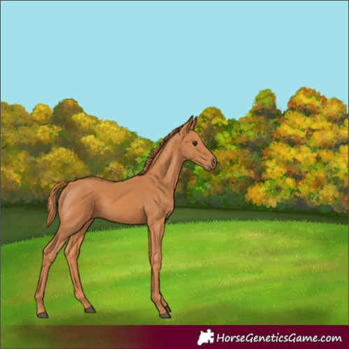 Horse Color:Chestnut 