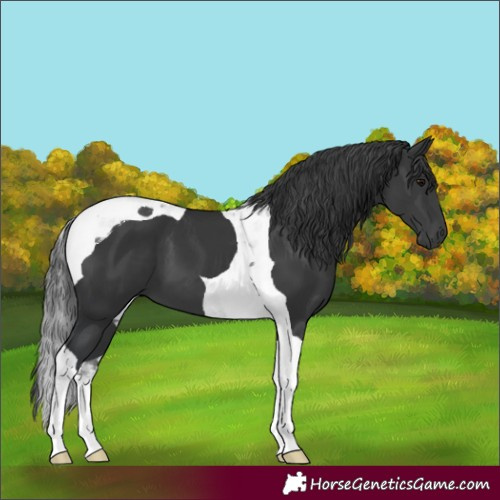 Horse Color:Black Tobiano 