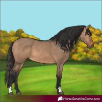 Horse Color:Bay Dun