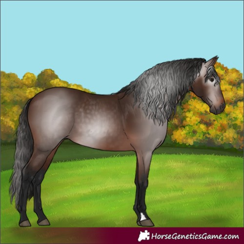 Horse Color:Gray Bay 