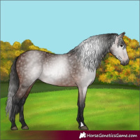 Horse Color:Gray Bay 