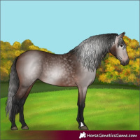Horse Color:Gray Bay 