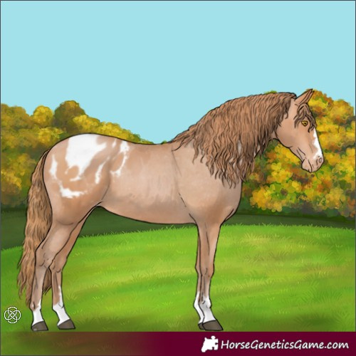 Horse Color:Bay Pearl Blanket 